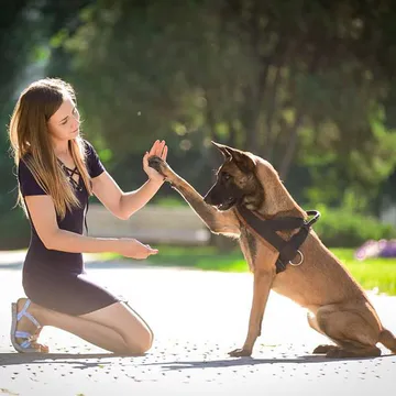 Фото бізнесу Центр навчання власників собак "SunnyDog"