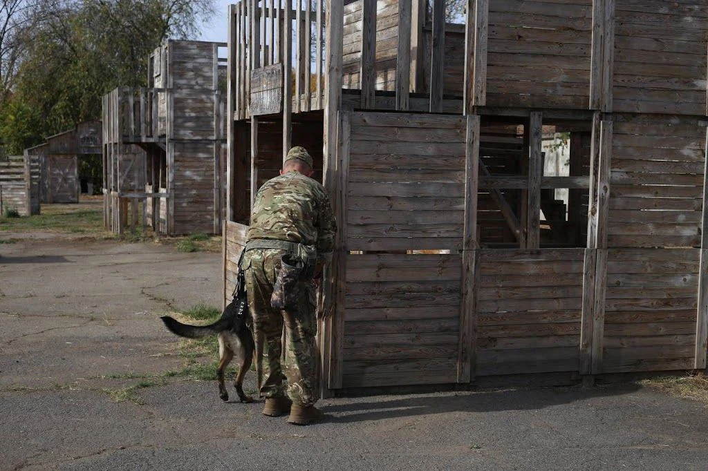Дресирування собак. Школа службового собаківництва(МГБ) — фото 4