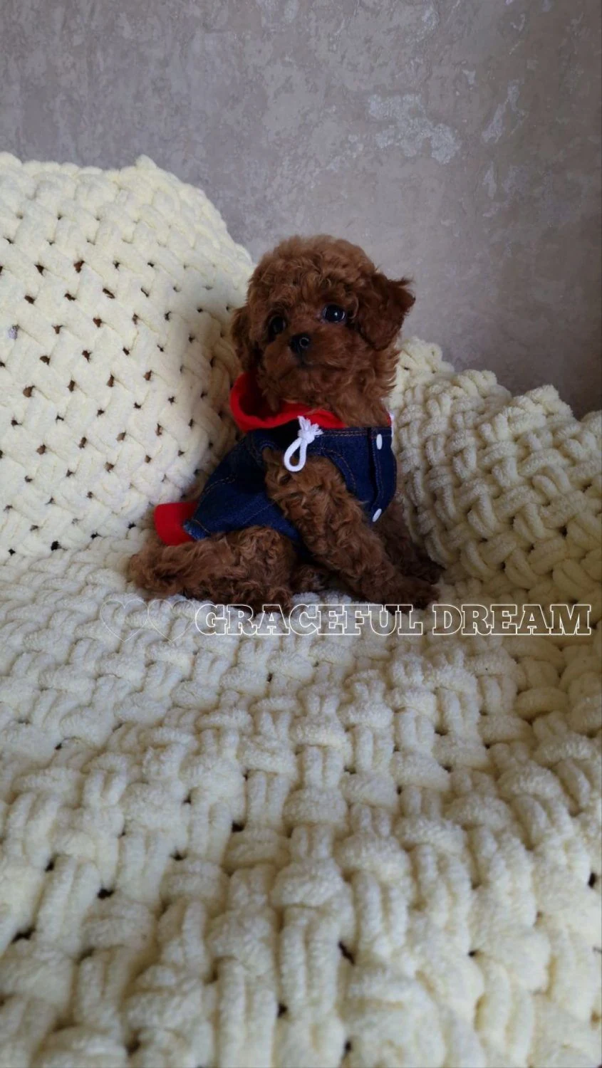 Хлопчики та дівчатка Teddy Poodle та Мальтипу F1, F2