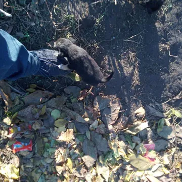 Фото бізнесу Муніципальний притулок для тварин