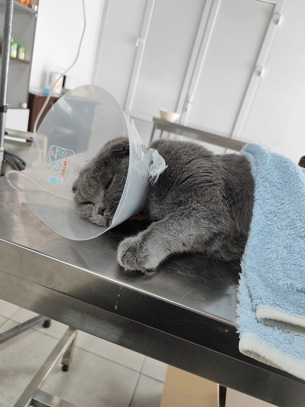 Ветеринарна клініка "Vet-Help" — фото 3