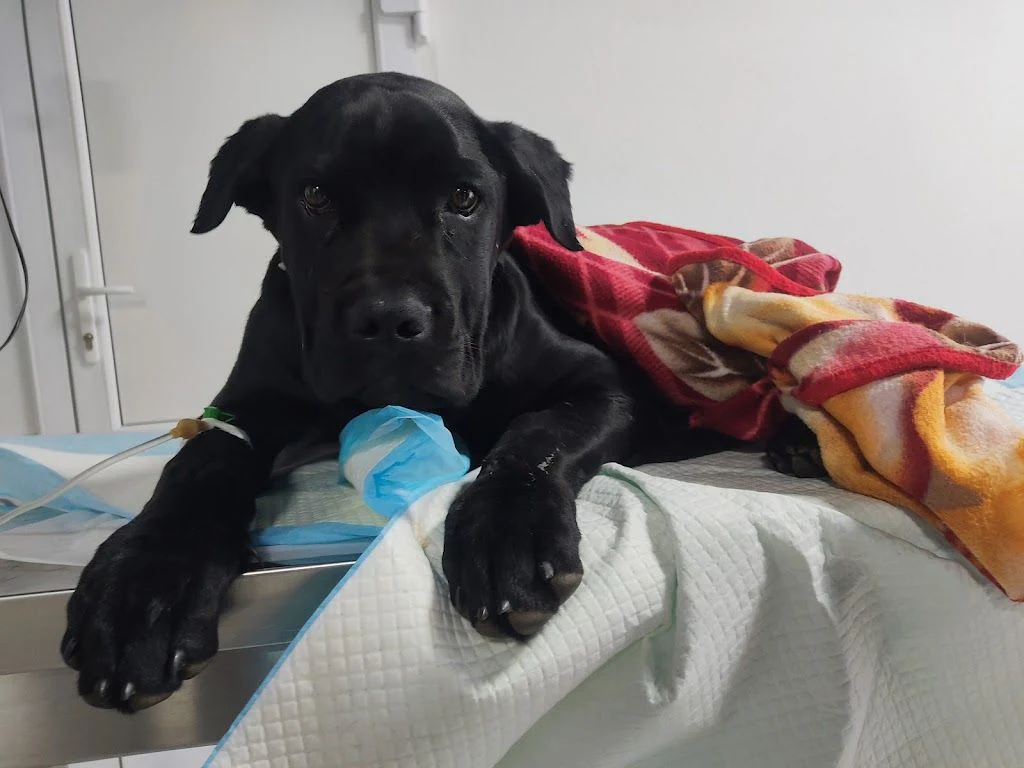 Ветеринарна клініка "Vet-Help" — фото 2