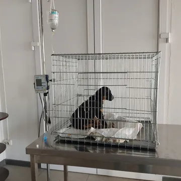 Фото бізнесу Ветеринарна клініка "Vet-Help"