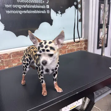 Фото бізнесу Фризьорски салон за кучета "PerfectPaw Grooming"
