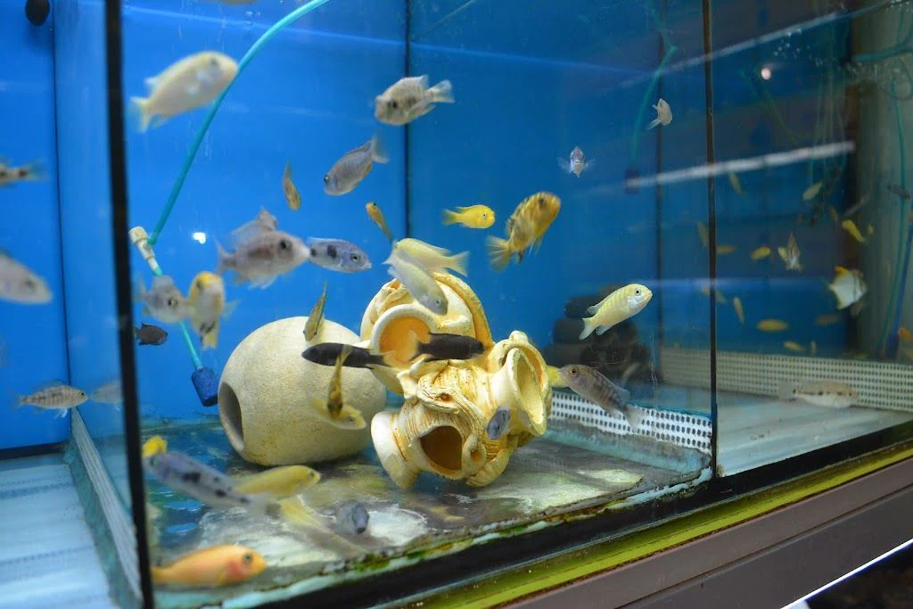 Акваріуми та акваріумні рибки "World Aquarium" — фото 4