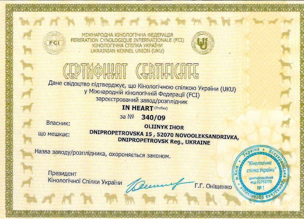 Розплідник шоколадних Лабрадор Ретриверів "IN HEART" — фото 2
