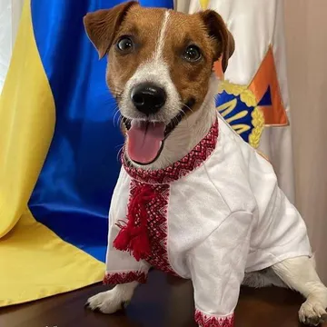 Фото бізнесу Розплідник Джек-рассел-тер'єр