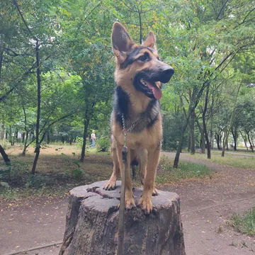 Фото бізнесу Кінолог Одеса