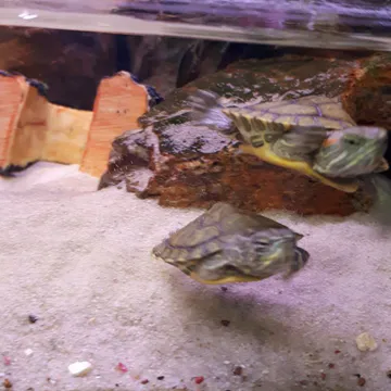 Фото бізнесу Акваристика "Aqua Zoo център"