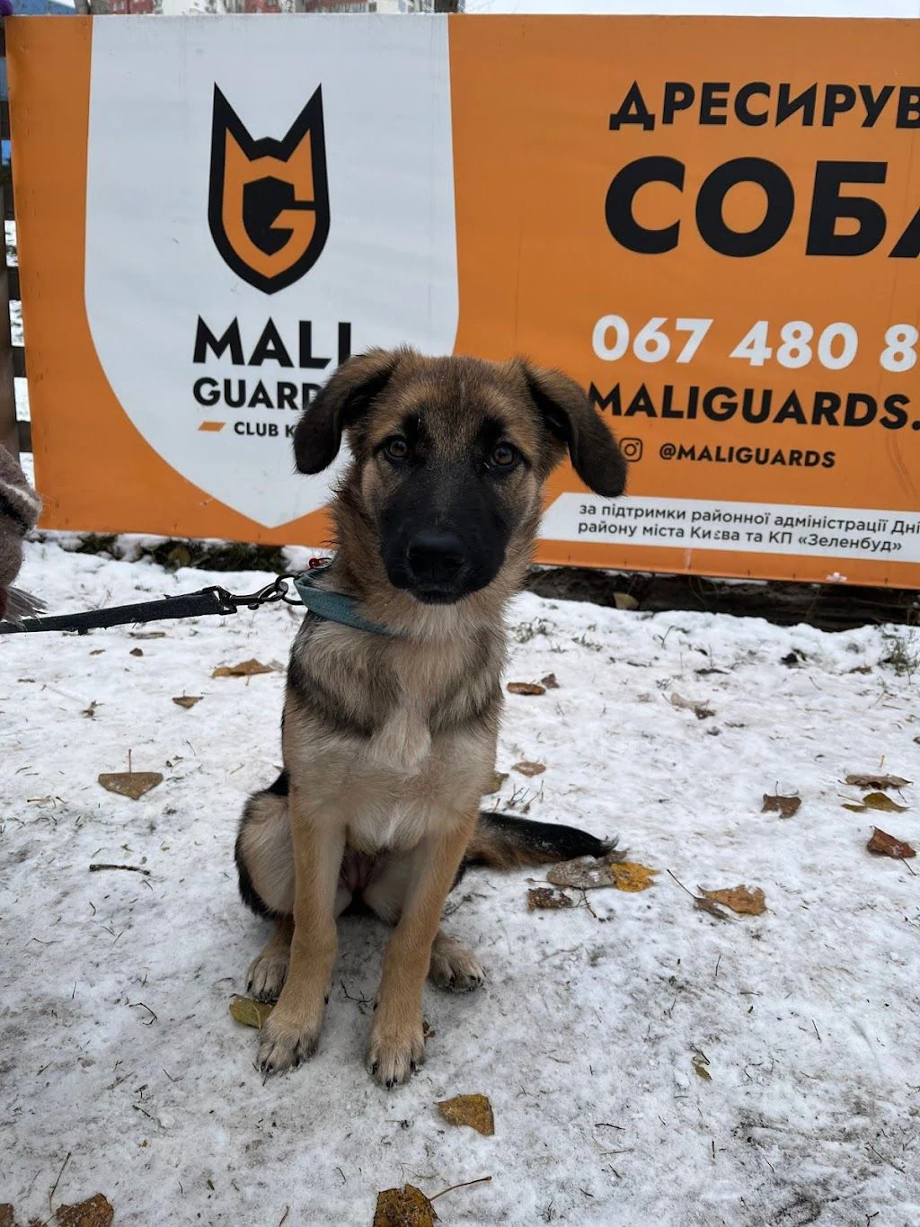 Дресирування собак "MaliGuards Club K9" — фото 4