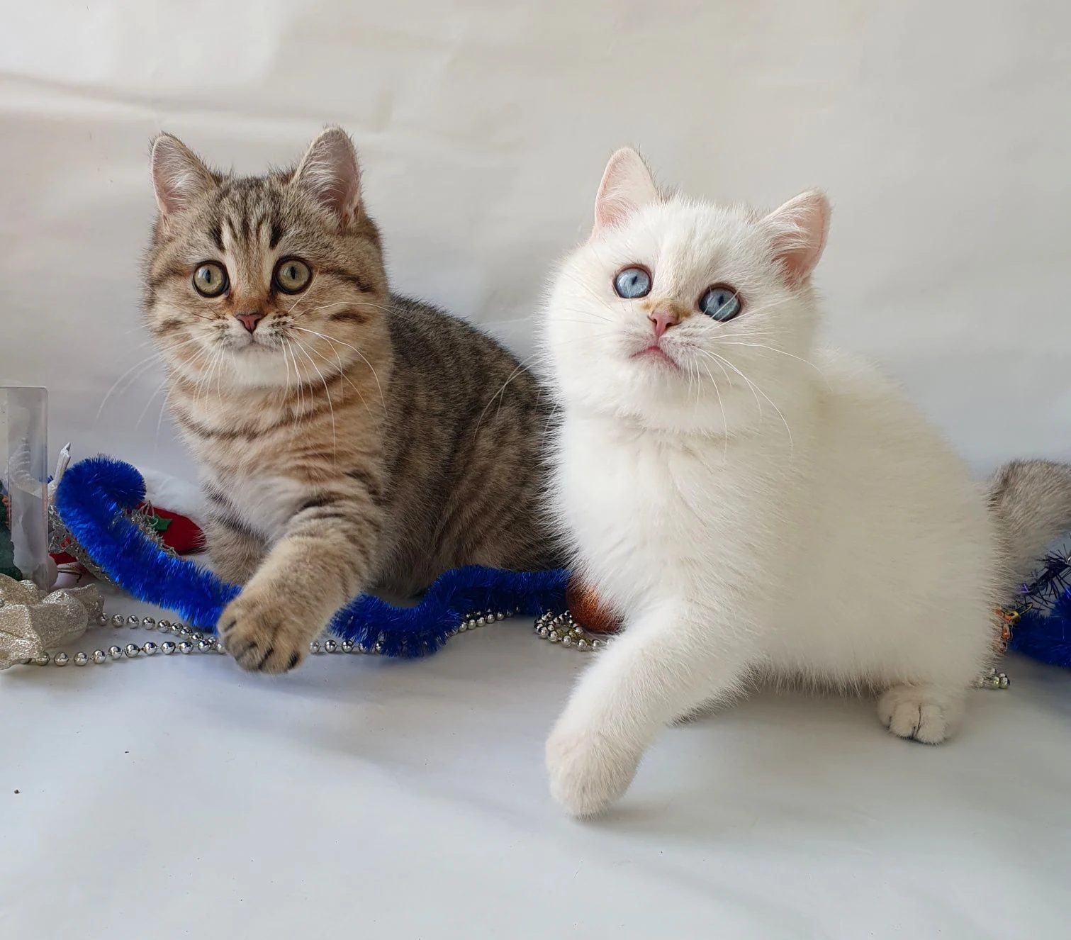 Київ котики три місяці клубні британці. Кошенята кошенята кошеня