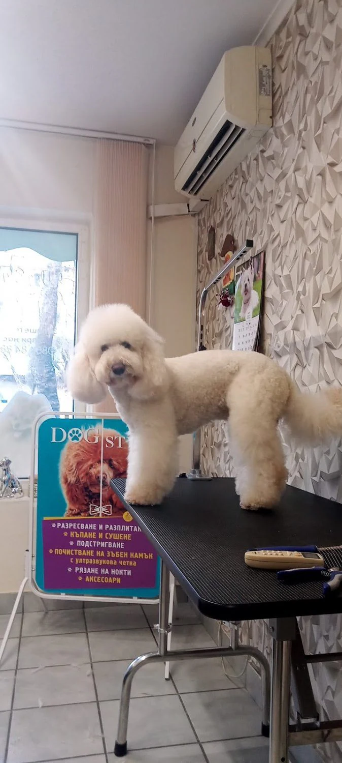 Груминг студио "Dog Style" и груминг академия "Експерт" — фото 5