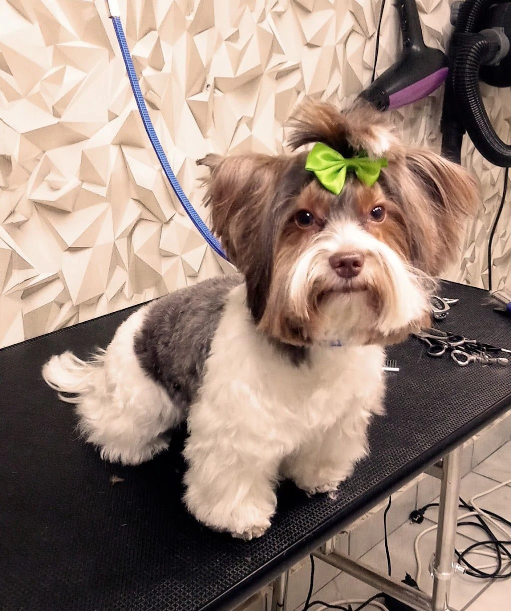 Груминг студио "Dog Style" и груминг академия "Експерт" — фото 2