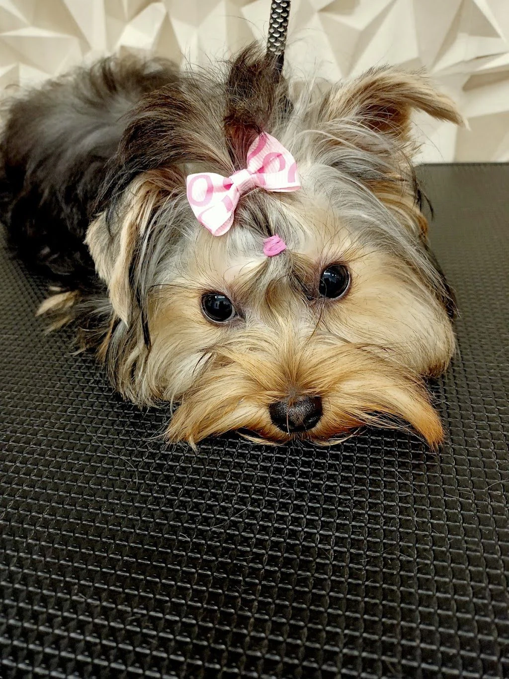 Груминг студио "Dog Style" и груминг академия "Експерт" — фото 4
