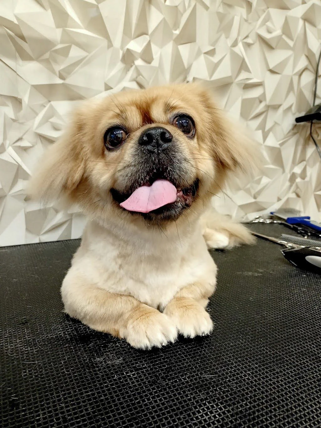 Груминг студио "Dog Style" и груминг академия "Експерт" — фото 3