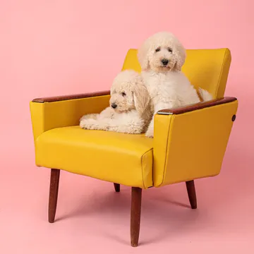 Фото бізнесу Зоосалон ZooStyle