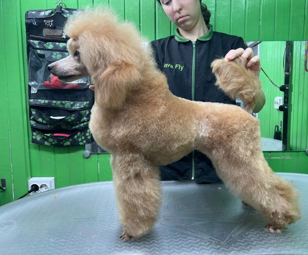 Груминг салон "Pet studio Slava Fly" — фото 4