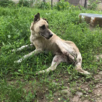 Фото бізнесу КОМУНАЛЬНЕ ПІДПРИЄМСТВО "ЗООКОНТРОЛЬ"