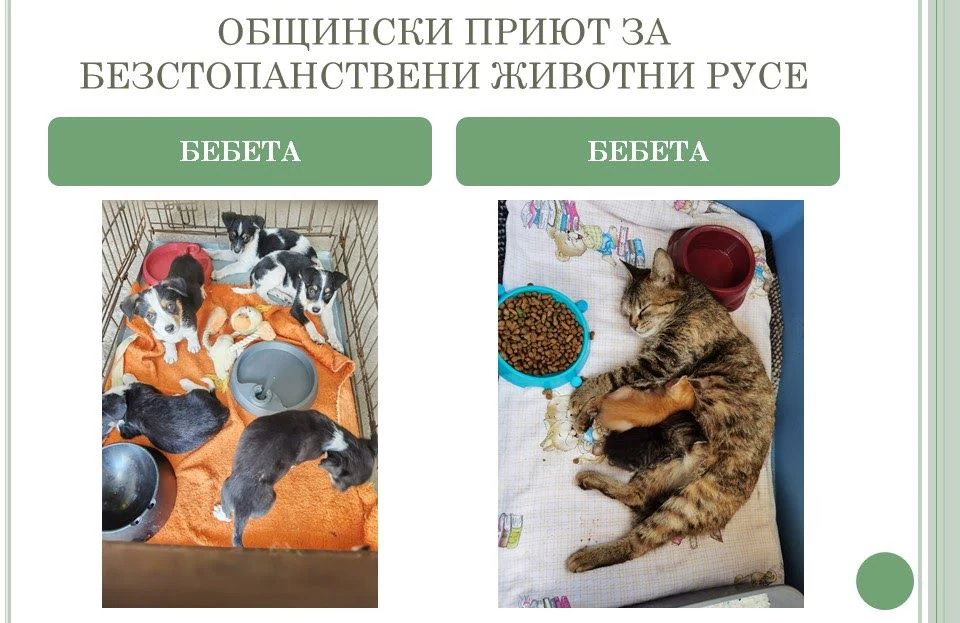 Приют за безстопанствени животни, гр. Русе — фото 11