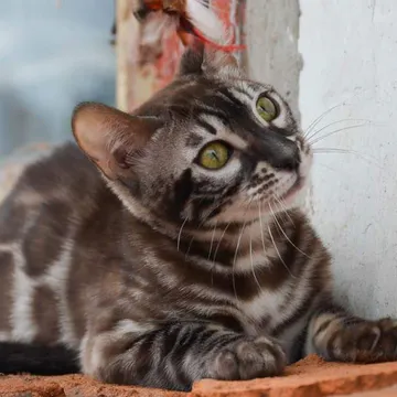 Фото бізнесу Розплідник бенгальських котів "LeoGrace"