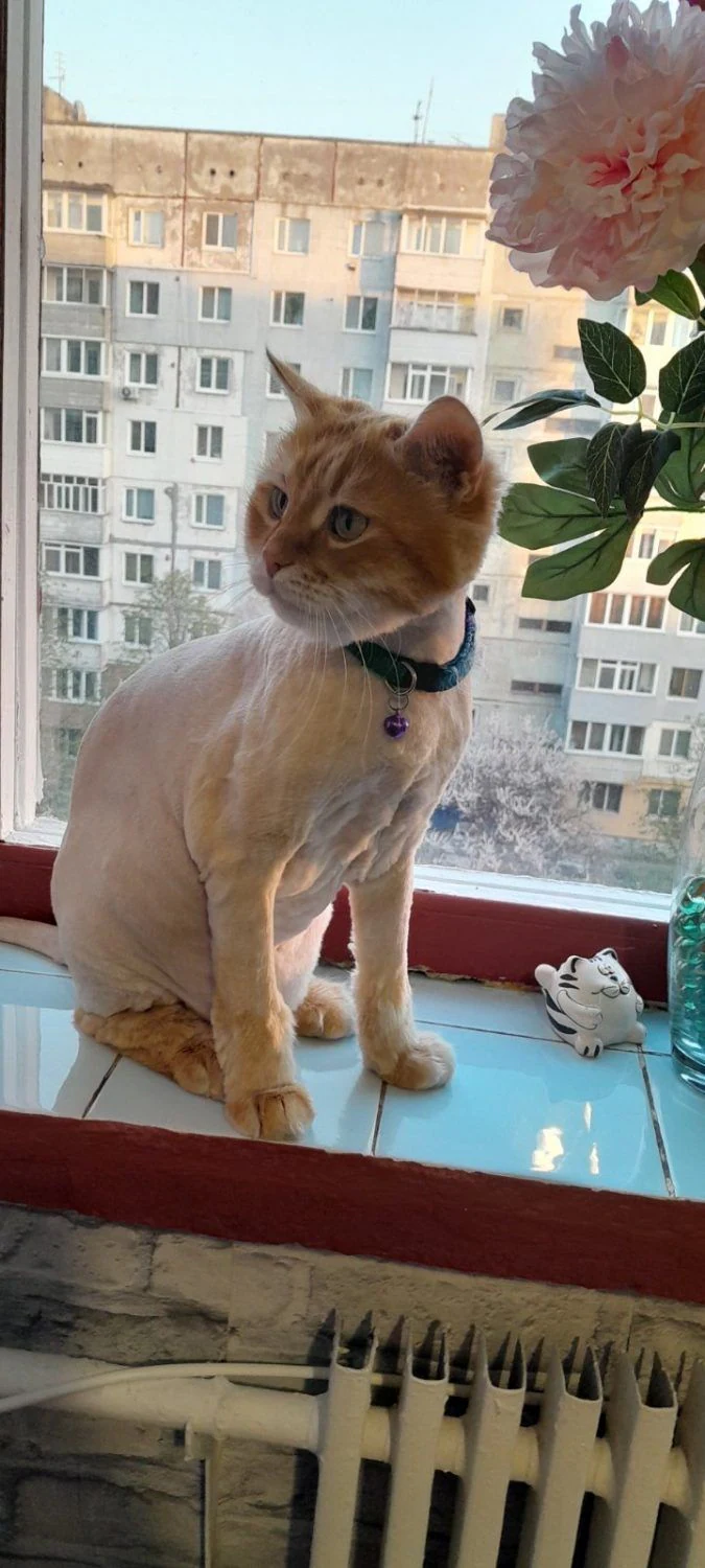 Грумінг-салон "LAPKI PET GROOMING" — фото 3