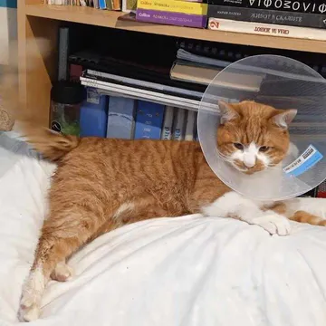 Фото бізнесу Ветеринарна клиника "Animal Emergency"