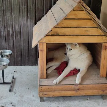 Фото бізнесу Зооготель «Лапки» для собак та котів м.Полтава | Перетримка