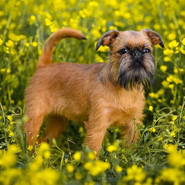 Фото бізнесу Розплідник собак "EXCLUSIVE DOGS OF GOLDEN KATALEYA"