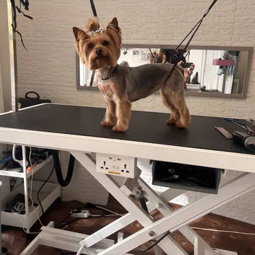 Фото бізнесу Груминг салон "Йорки и приятели" (Yorkie and friends)