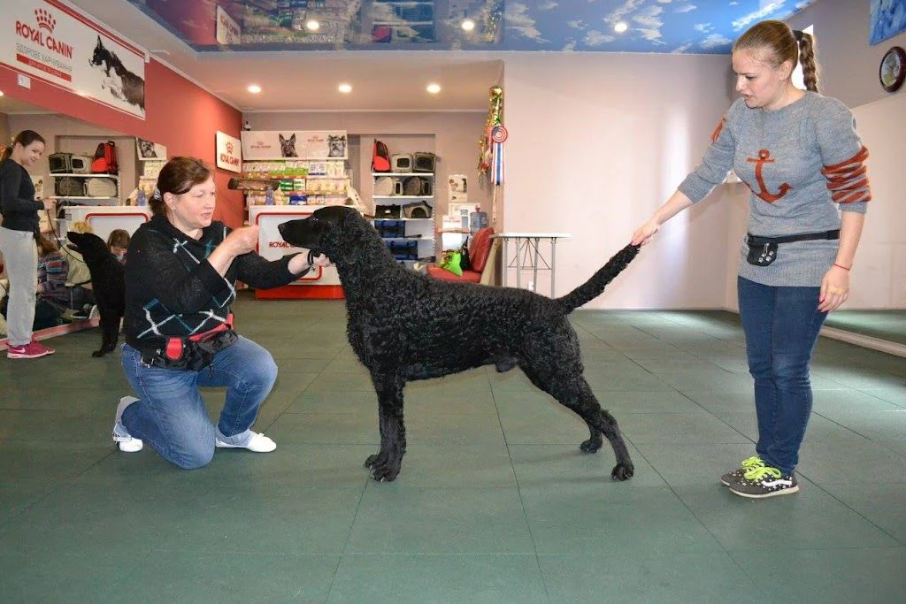 Грумінг/Хендлінг/Дресирування "Dog’s - Sport & Show" — фото 2