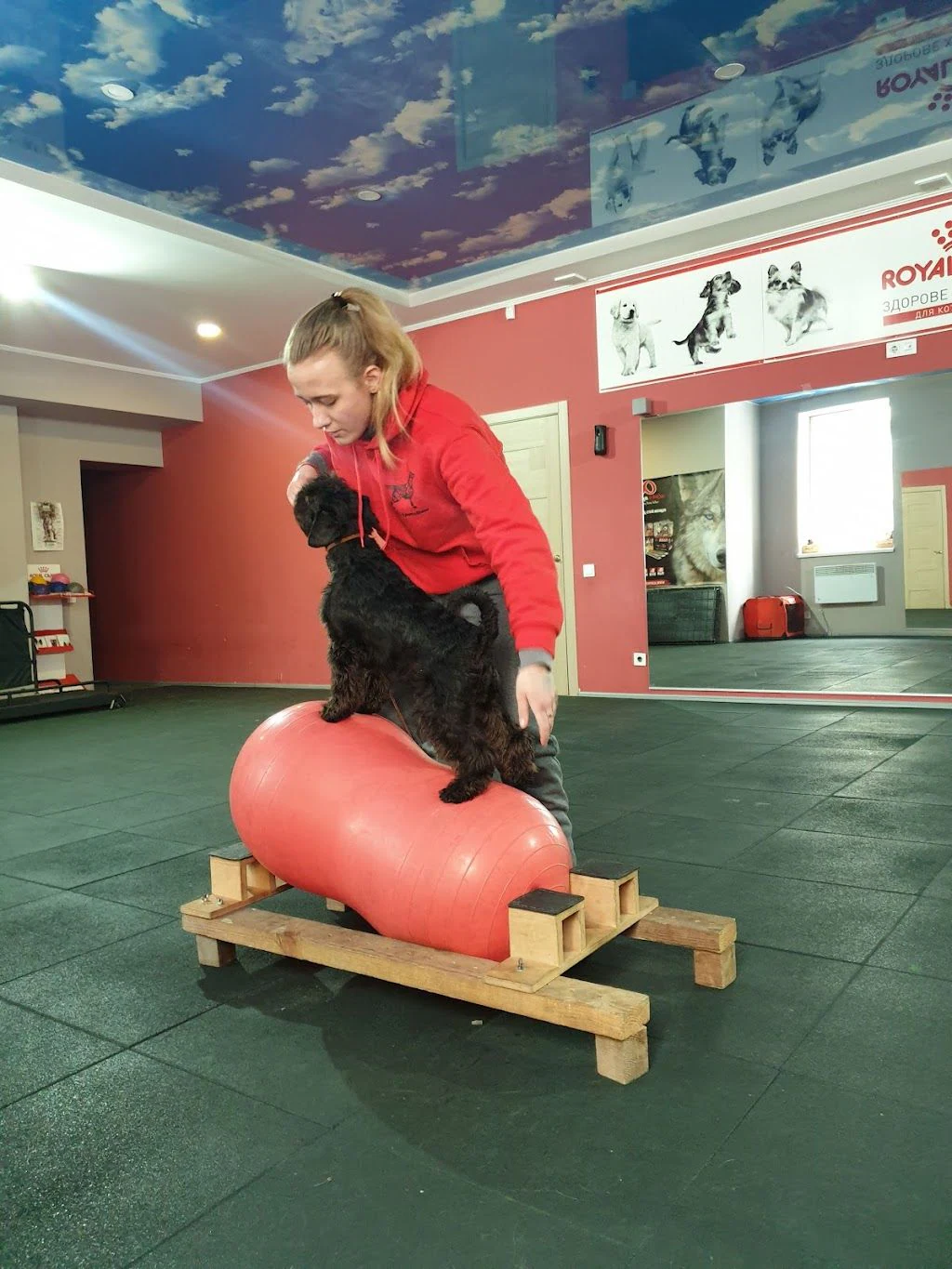 Грумінг/Хендлінг/Дресирування "Dog’s - Sport & Show" — фото 4