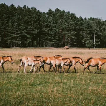 Фото бізнесу Сафарі-парк Медвино