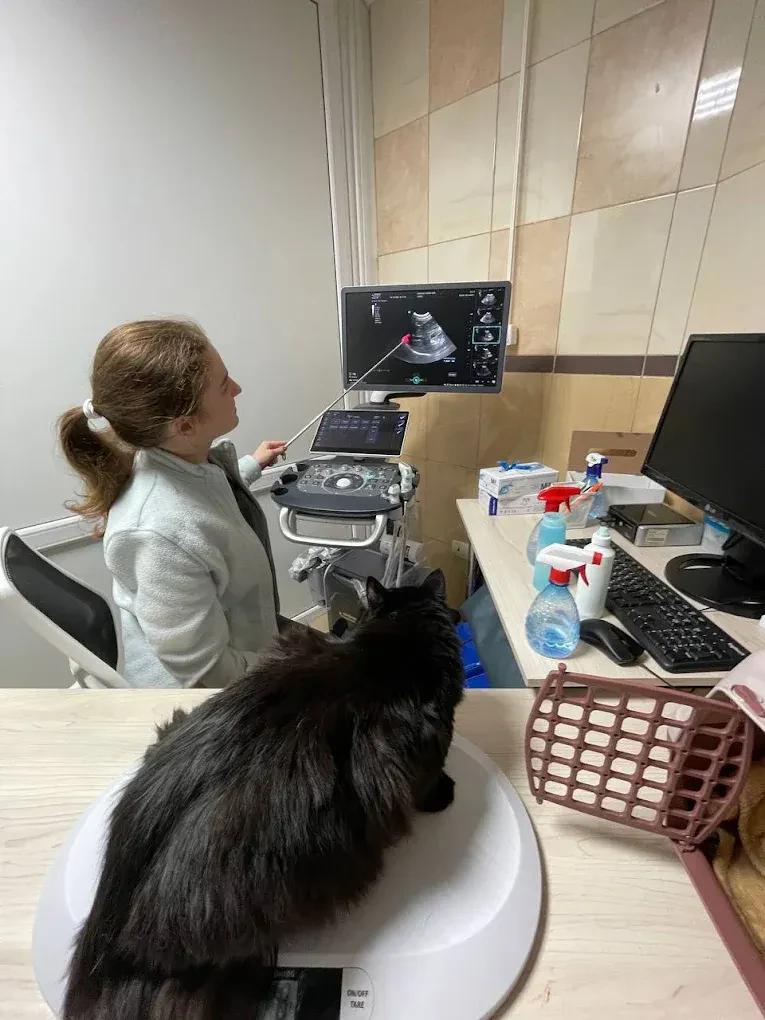 Ветеринарна клініка "Авіцена" — фото 12