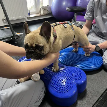 Фото бізнесу Центр реабілітації та фізичного здоров’я тварин "Pet Step Up"