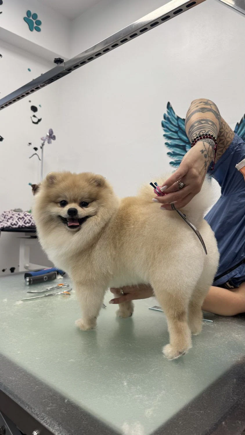 Груминг салон "Pet grooming Caprice" — фото 2