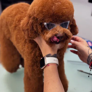 Фото бізнесу Груминг салон "Pet grooming Caprice"