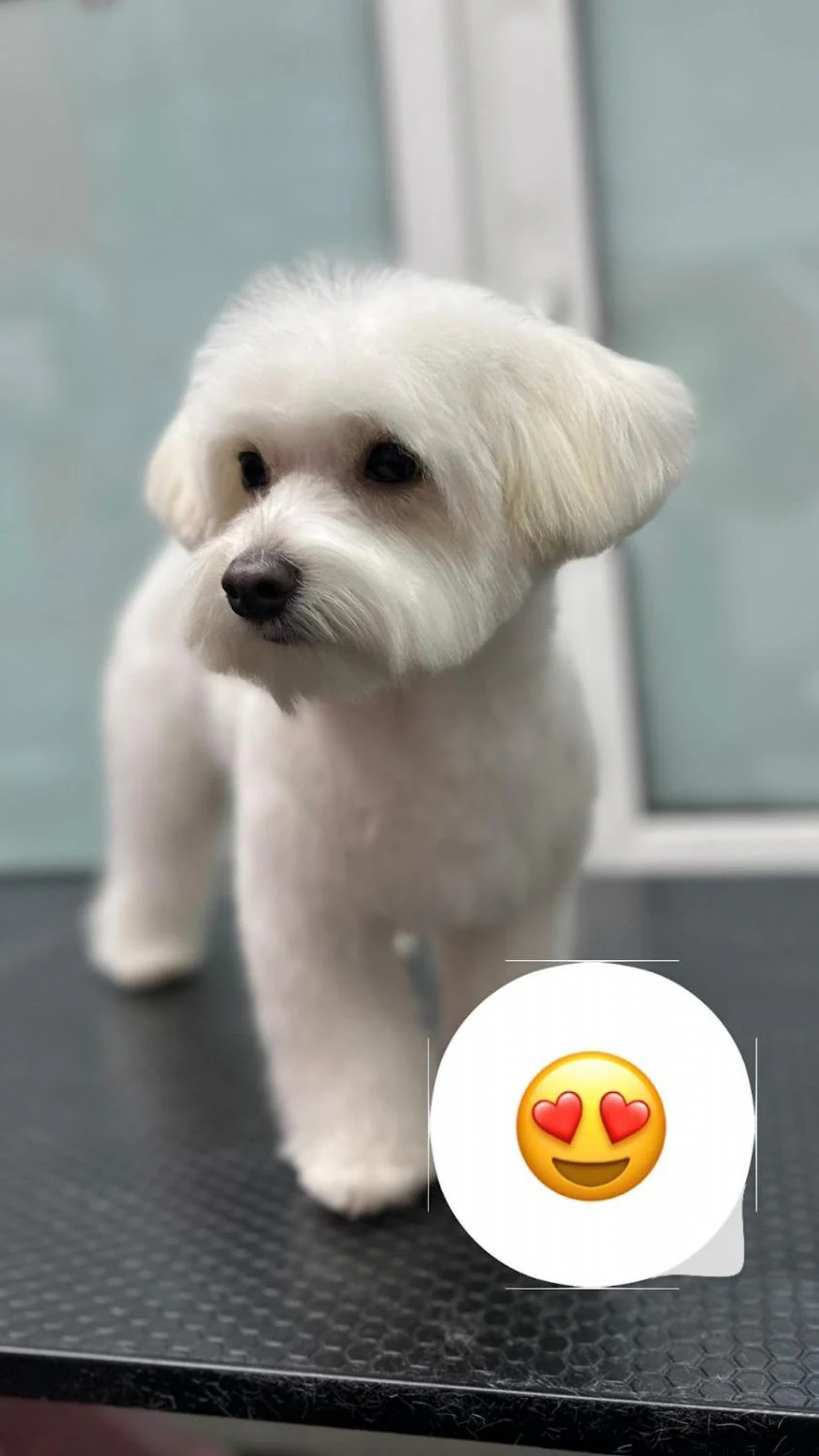Перукарня для собак і котів "V.O.G DOG SALON" — фото 6