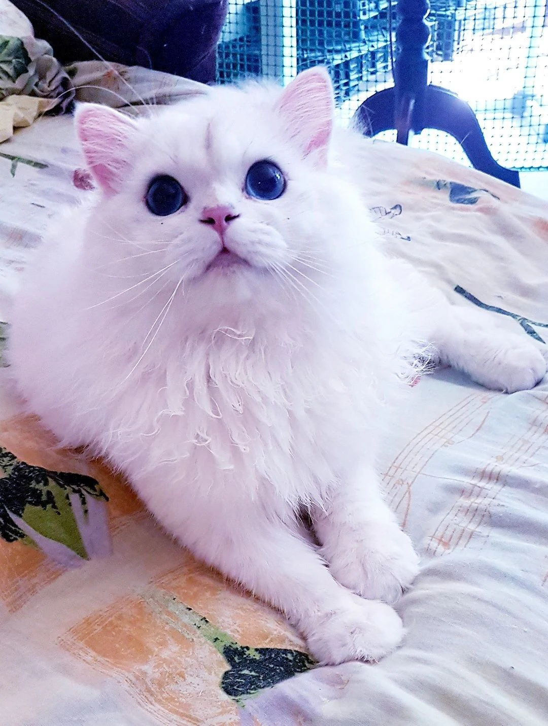 Шотландський котик