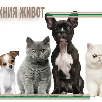 Фото бізнесу Ветеринарна клиника "Парадайс"